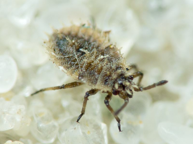 Tingidae Laporte, 1832